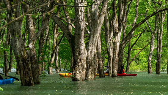 水没林（すいぼつりん）とカヌーの写真
